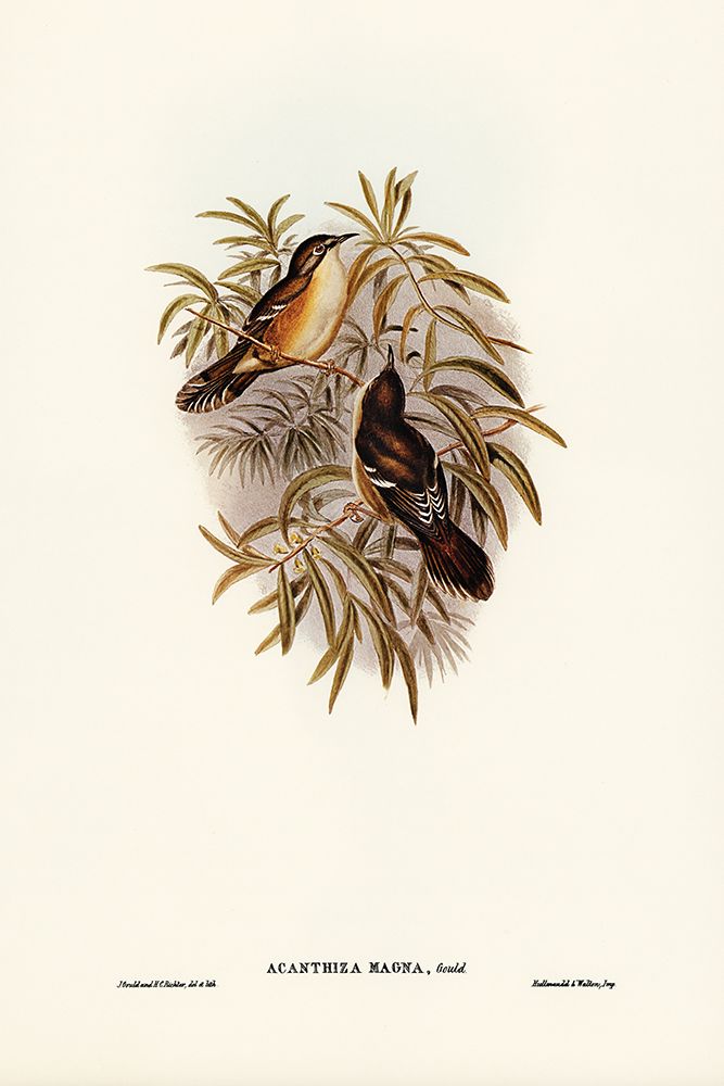 Great Acanthiza-Acanthiza magna art print by John Gould for $57.95 CAD