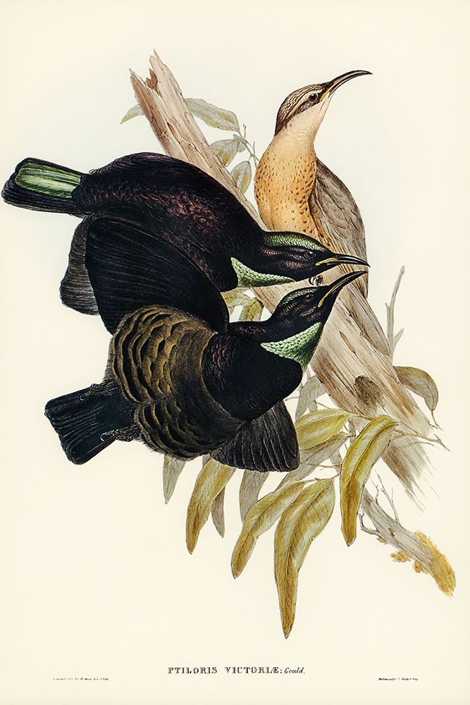 Victoria Rifle-bird-Ptiloris Victoriae art print by John Gould for $57.95 CAD