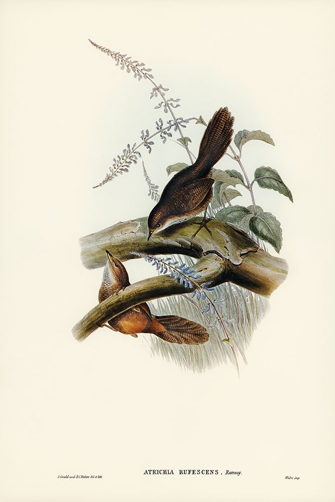 Rufescent Scrub-Bird-Atrichia rufescens art print by John Gould for $57.95 CAD