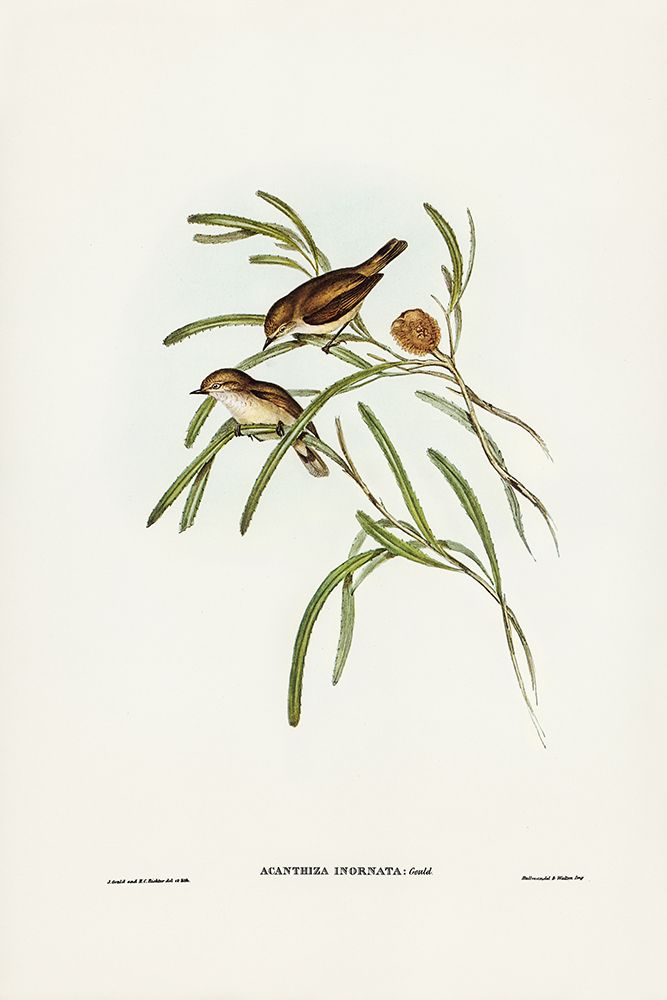 Plain-coloured Acanthiza-Acanthiza inornata art print by John Gould for $57.95 CAD