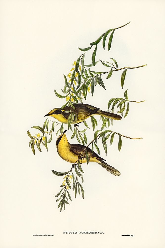 Yellow-tufted Honey-eater-Ptilotis auricomis art print by John Gould for $57.95 CAD
