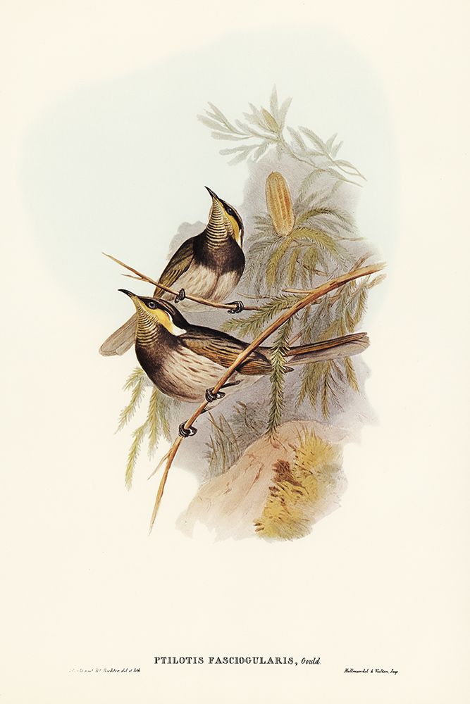Fasciated Honey-eater-Ptilotis fasciogularis art print by John Gould for $57.95 CAD