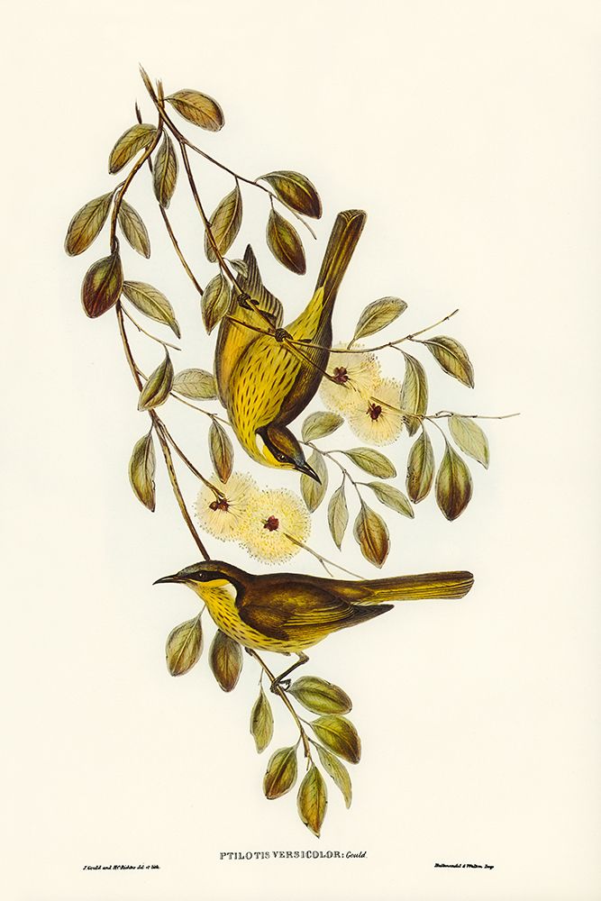 Varied Honey-eater-Ptilotis versicolor art print by John Gould for $57.95 CAD