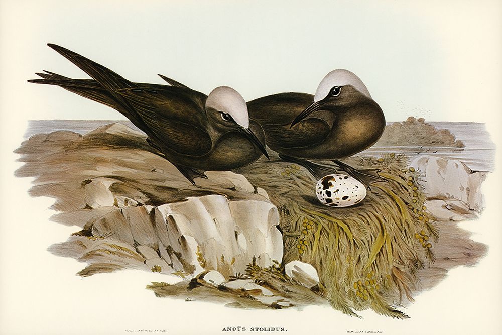 Noddy Tern-Anous Stolidus art print by John Gould for $57.95 CAD