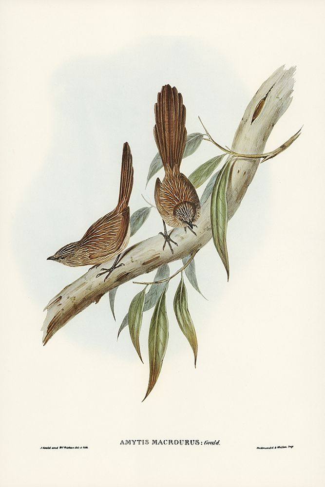 Large-tailed Wren-Amytis macrourus art print by John Gould for $57.95 CAD