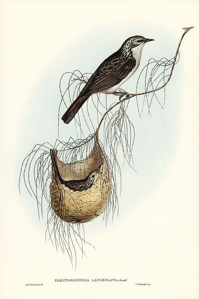 Lanceolate Honey-eater-Plectorhyncha lanceolata art print by John Gould for $57.95 CAD