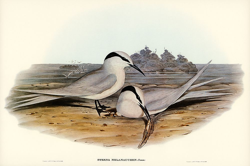 Black-naped Tern-Sterna melanauchen art print by John Gould for $57.95 CAD