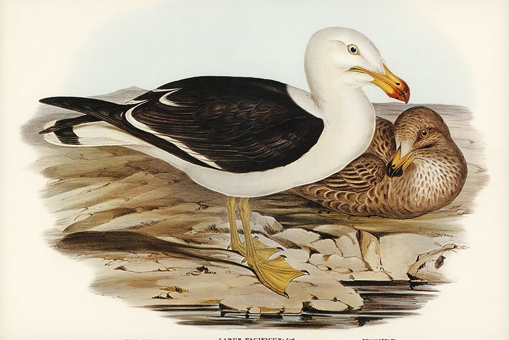 Pacific Gull-Larus Pacificus art print by John Gould for $57.95 CAD