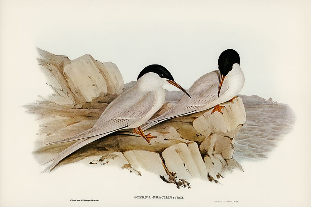 Graceful Tern-Sterna gracilis art print by John Gould for $57.95 CAD