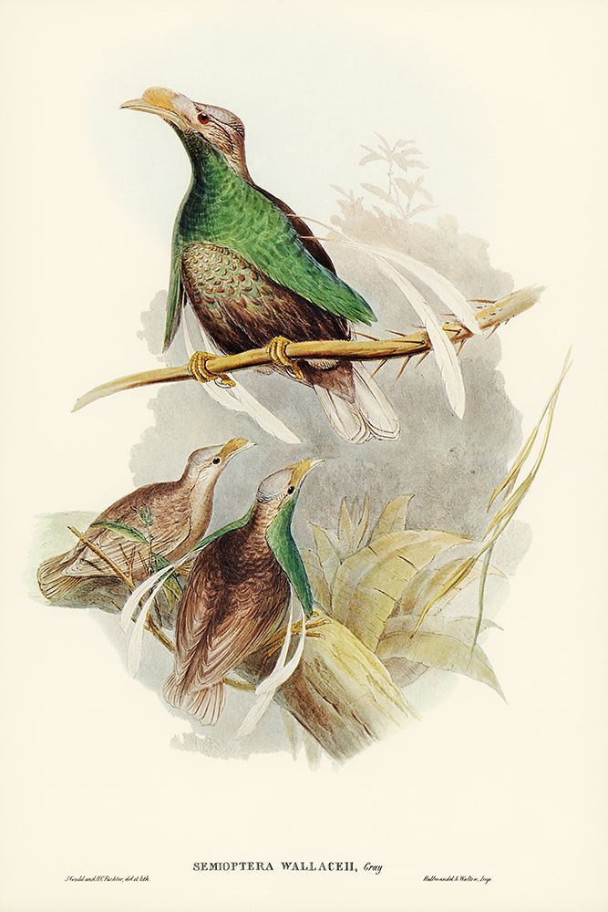 Standard-Wing-Semioptera Wallacei art print by John Gould for $57.95 CAD