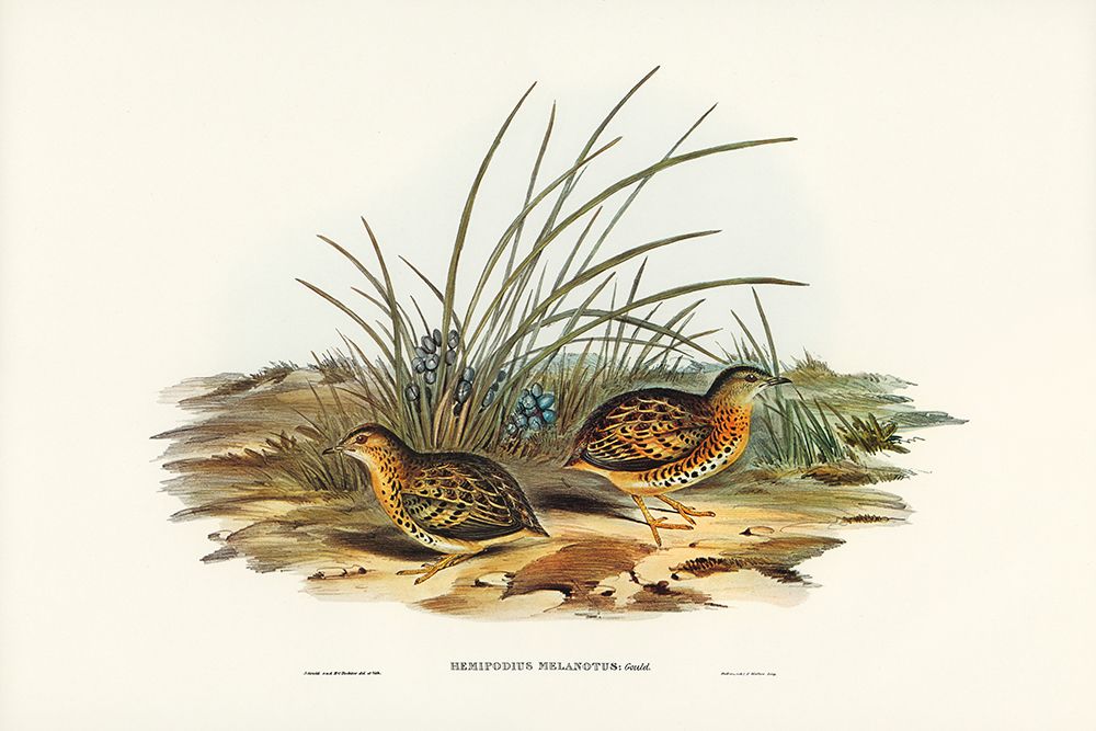 Black-backed Hemipode-Hemipodius melanotus art print by John Gould for $57.95 CAD