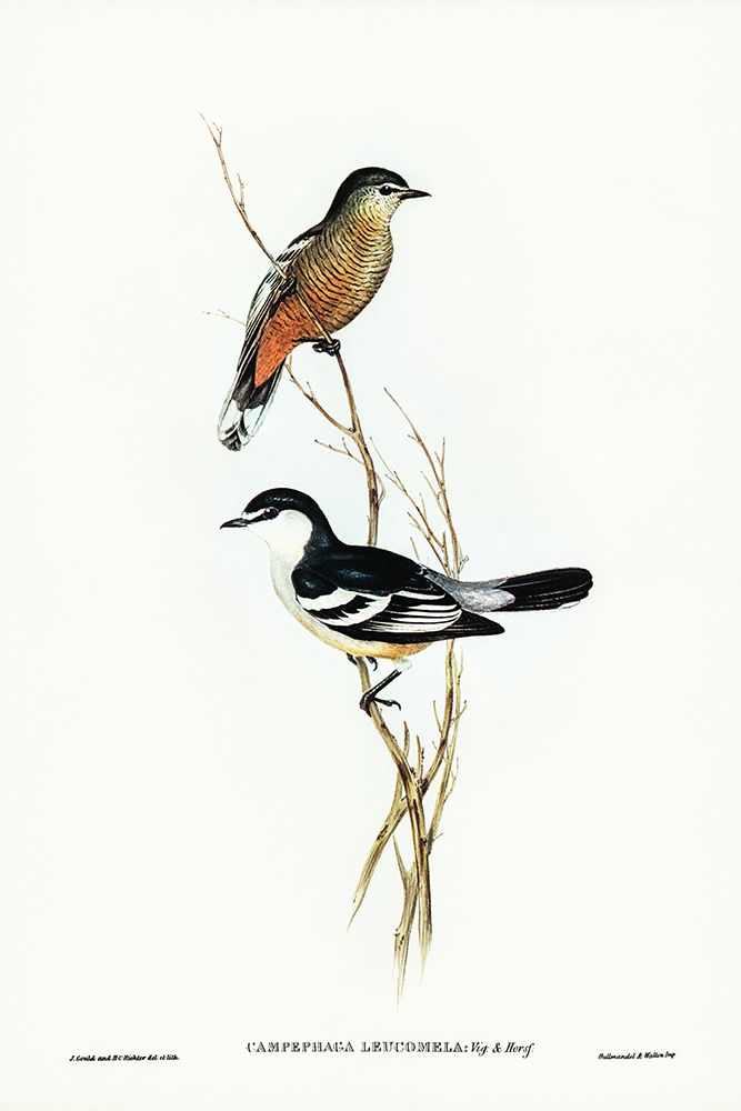 Black and White cuckooshrike-Campephaga leucomela art print by John Gould for $57.95 CAD