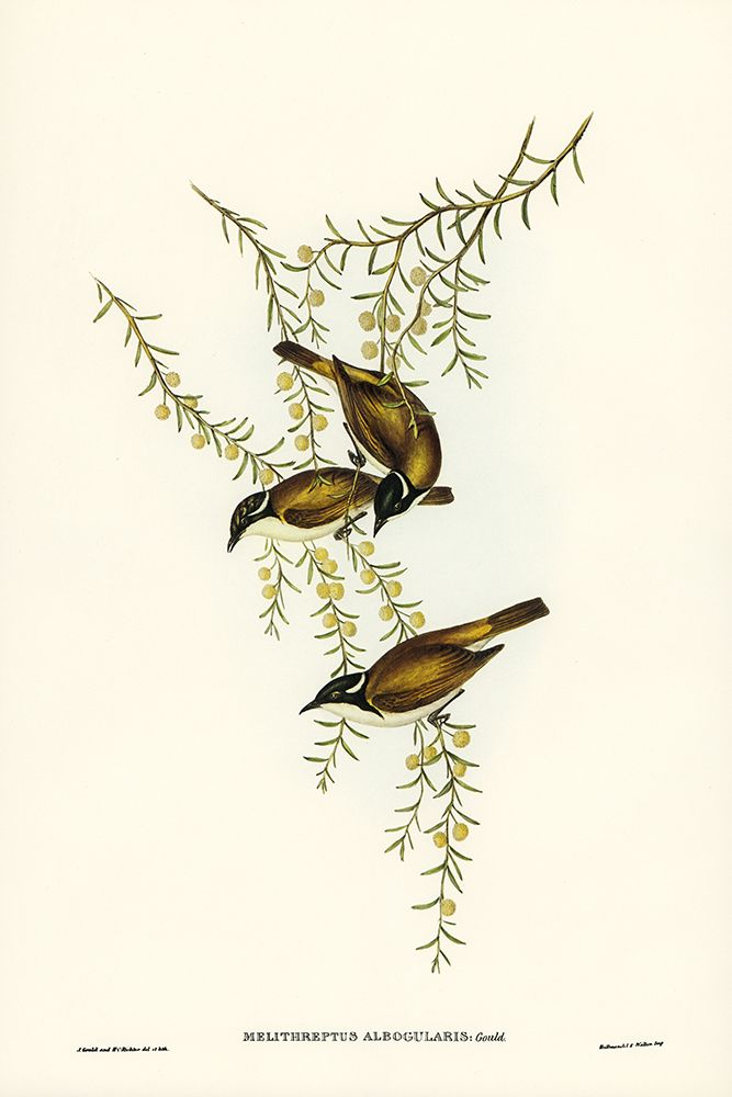 White-throated Honey-eater-Melithreptus albogularis art print by John Gould for $57.95 CAD