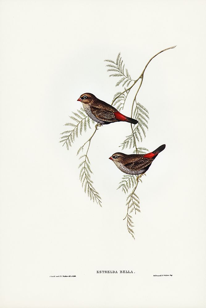 Fire-tailed Finch art print by John Gould for $57.95 CAD