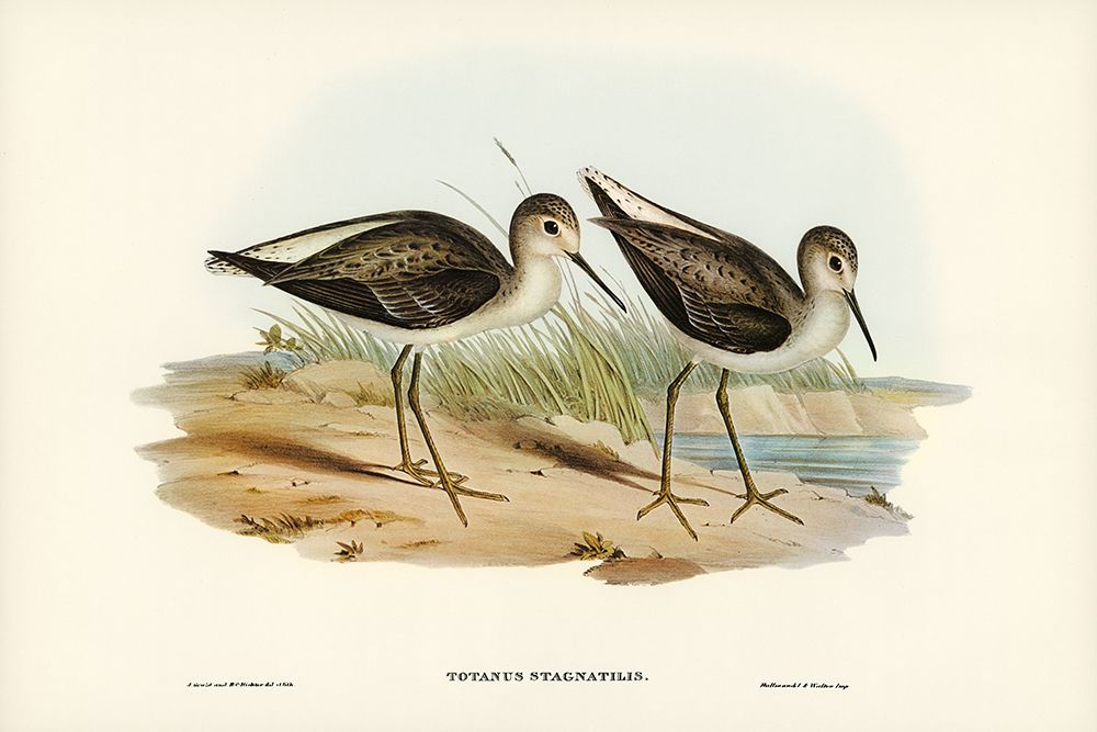 Marsh Sandpiper-Totanus stagnatilis art print by John Gould for $57.95 CAD