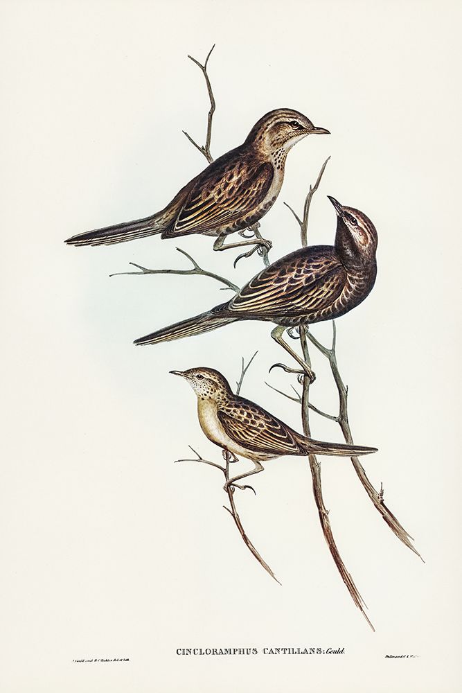 Black-breasted Songlark-Cincloramphus cantillans art print by John Gould for $57.95 CAD