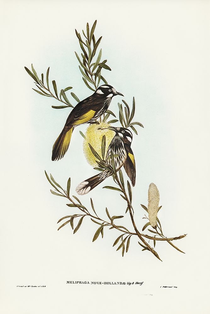 New Holland Honey-eater art print by John Gould for $57.95 CAD