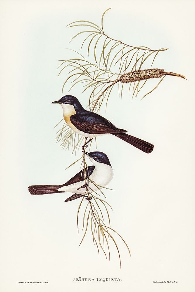 Restless Flycatcher-Seisura inquieta art print by John Gould for $57.95 CAD