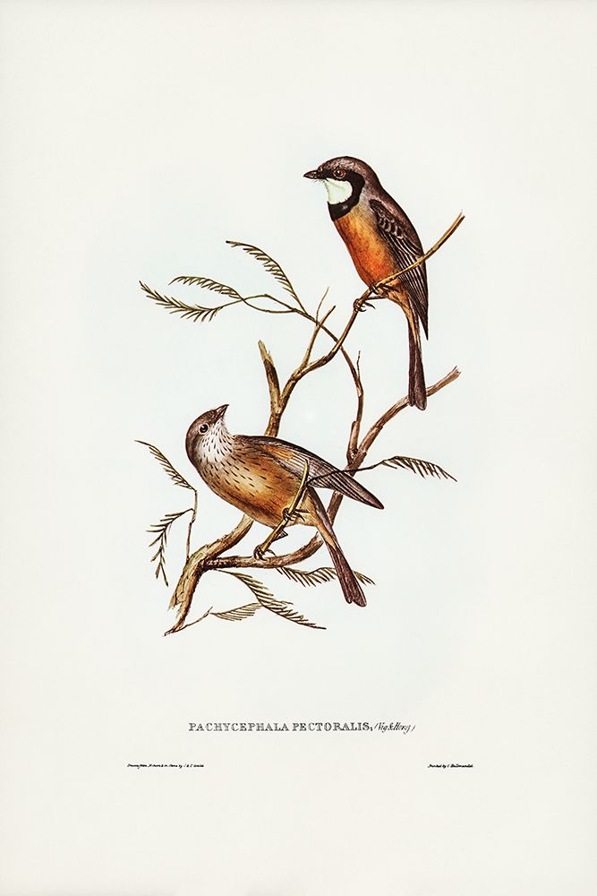 Banded Thickhead-Pachycephala pectoralis art print by John Gould for $57.95 CAD