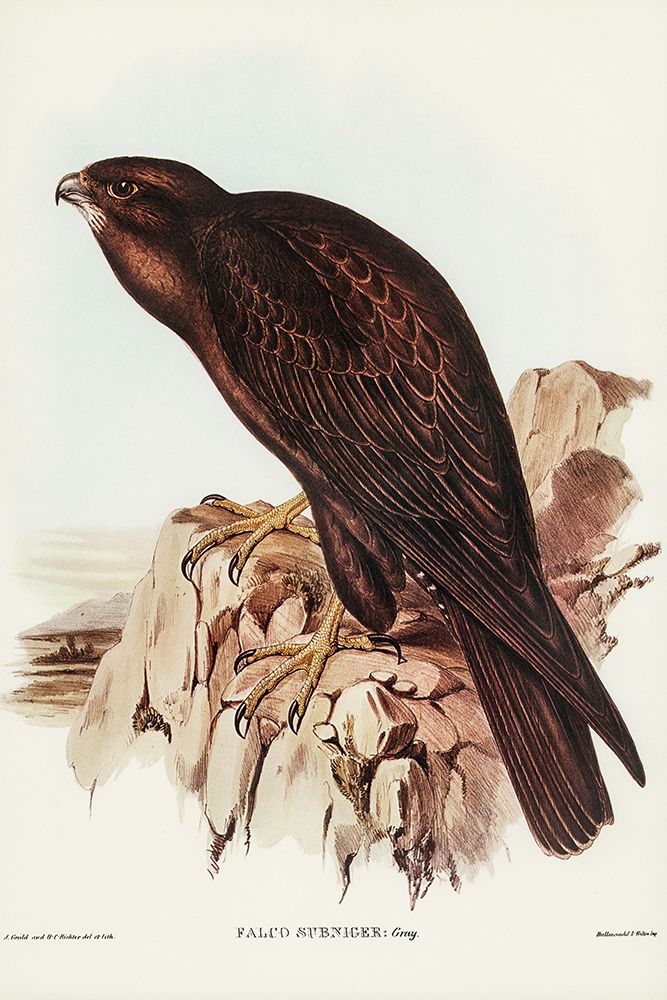 Black Falcon-Falco sunnier art print by John Gould for $57.95 CAD