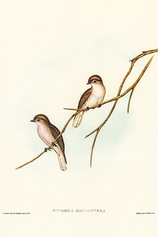 Great-winged Flycatcher-Microeca macroptera art print by John Gould for $57.95 CAD