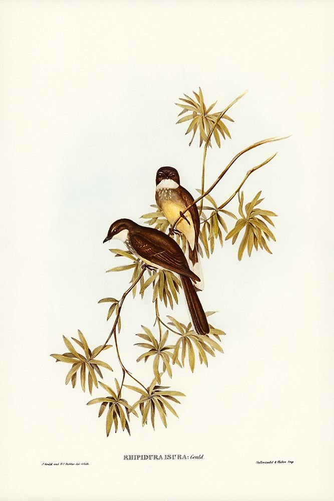 Northern Fantail-Rhipidura isura art print by John Gould for $57.95 CAD