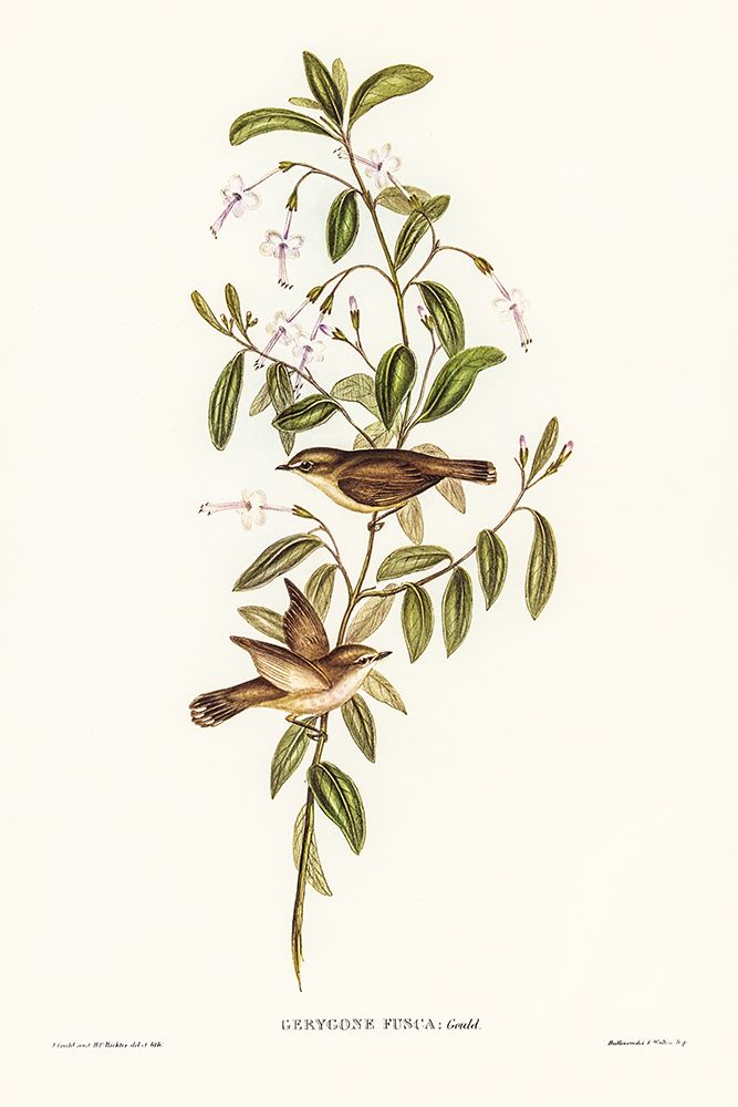 Fuscous Gerygone-Gerygone fuscus art print by John Gould for $57.95 CAD