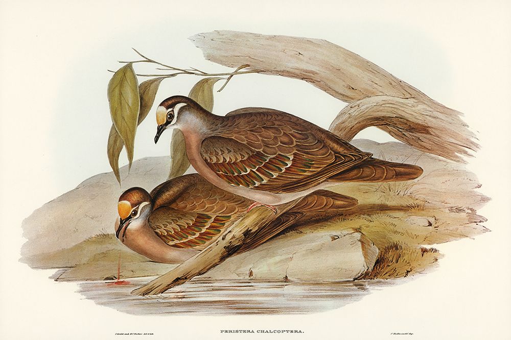 Bronze-winged Pigeon-Peristera chalcoptera art print by John Gould for $57.95 CAD