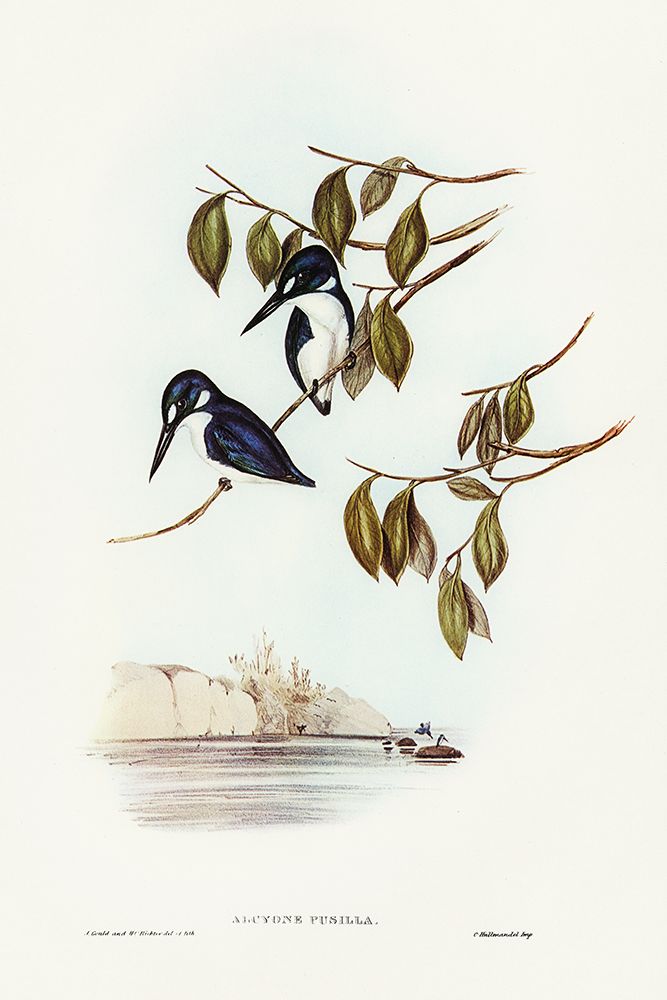 Little Kingfisher-Alcyone pasilla art print by John Gould for $57.95 CAD
