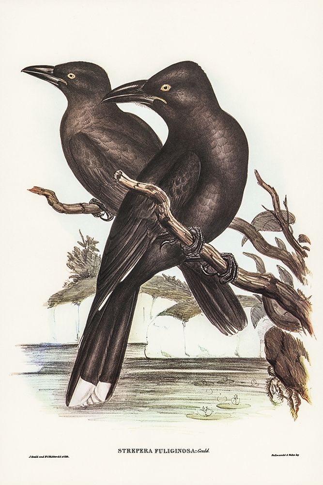 Sooty Crow-Shrike-Strepera fuliginose art print by John Gould for $57.95 CAD