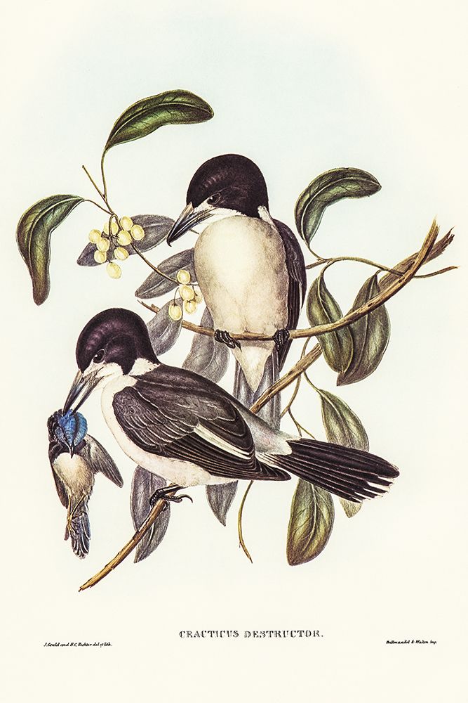 Butcher-Bird-Cracticus destructor art print by John Gould for $57.95 CAD