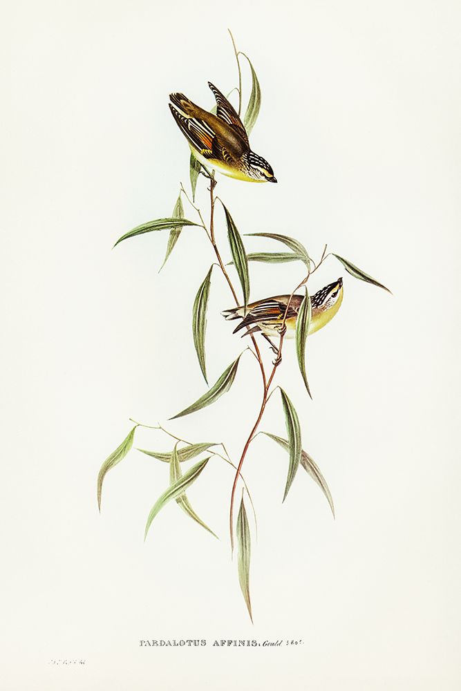 Allied Pardalote-Pardalotus affines art print by John Gould for $57.95 CAD