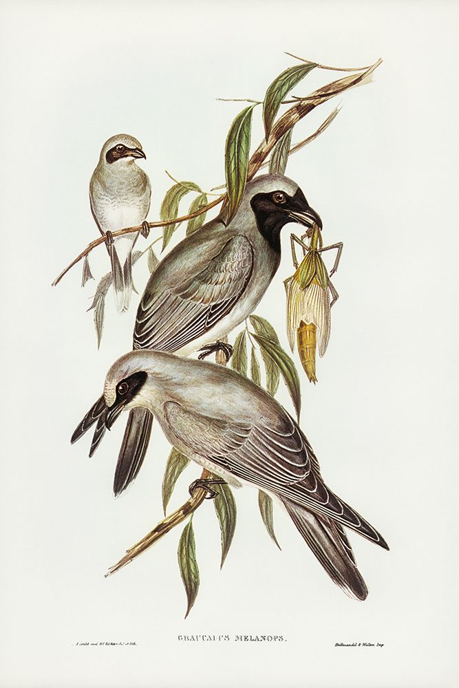 Black-faced cuckooshrike-Graucalus melanops art print by John Gould for $57.95 CAD