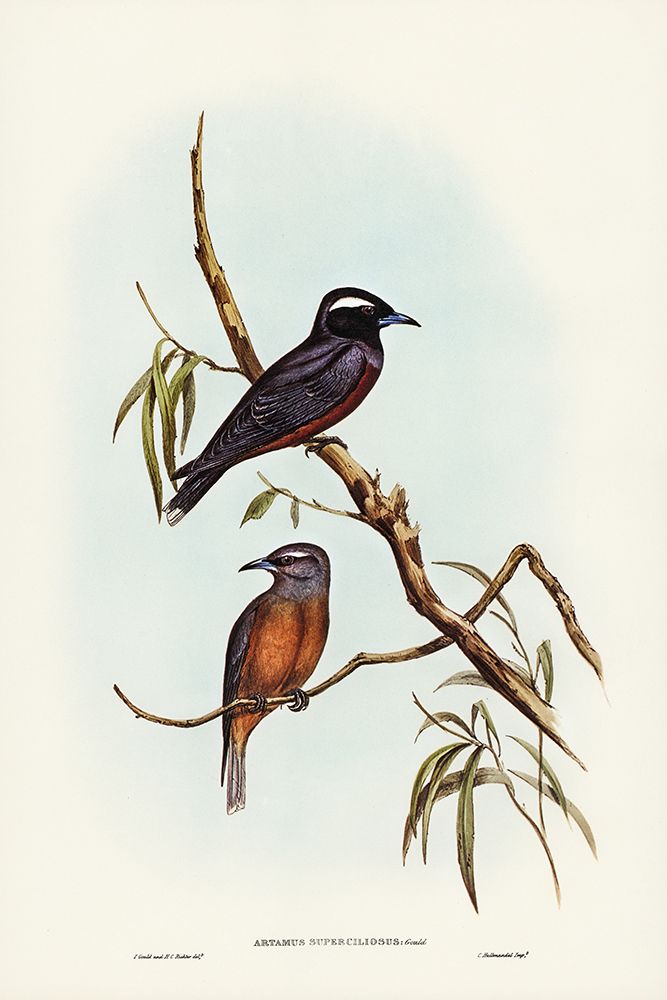 White-eyebrowed Wood Swallow-Artamus supercilious art print by John Gould for $57.95 CAD