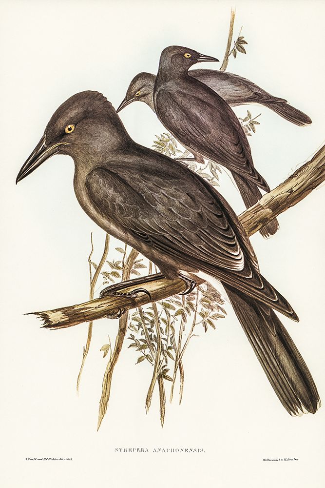 Grey Crow-Shrike-Strepera Anaphonensis art print by John Gould for $57.95 CAD