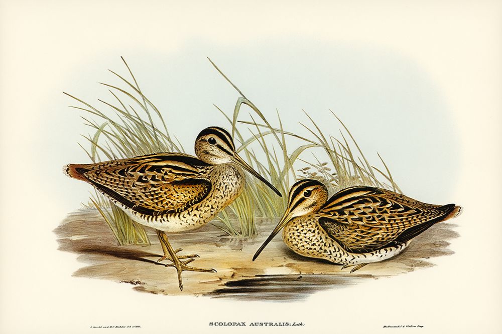 New Holland Snipe-Scolopax Australis art print by John Gould for $57.95 CAD