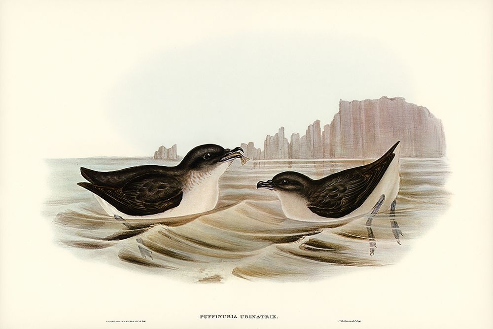 Diving Petrel-Puffinuria Urinatrix art print by John Gould for $57.95 CAD
