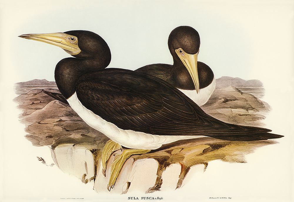 Brown Gannet-Sula fusca art print by John Gould for $57.95 CAD