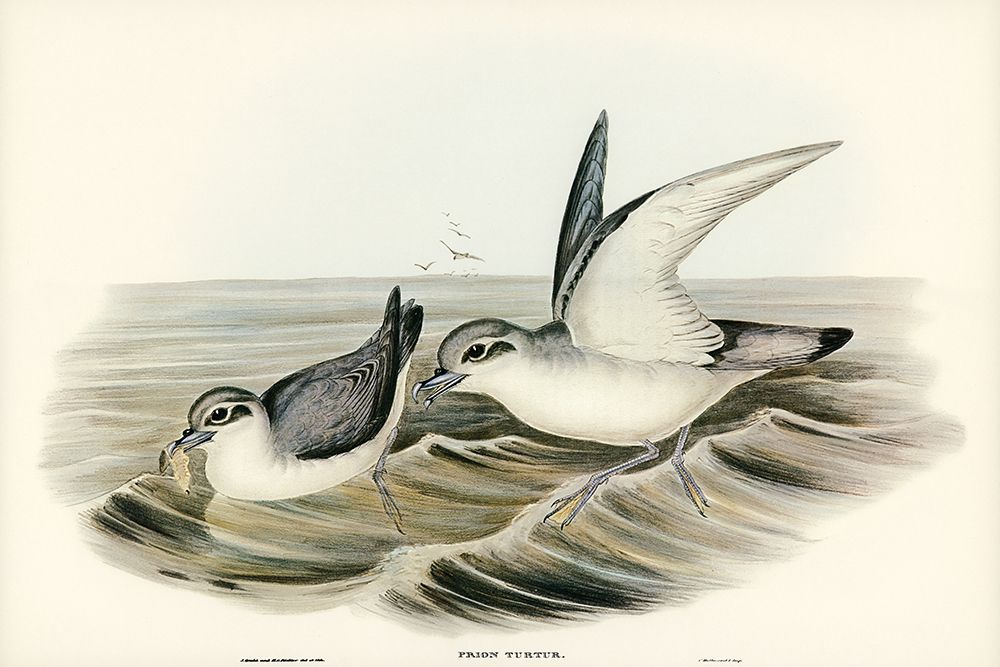 Dove-like Prion-Prion Turtur art print by John Gould for $57.95 CAD