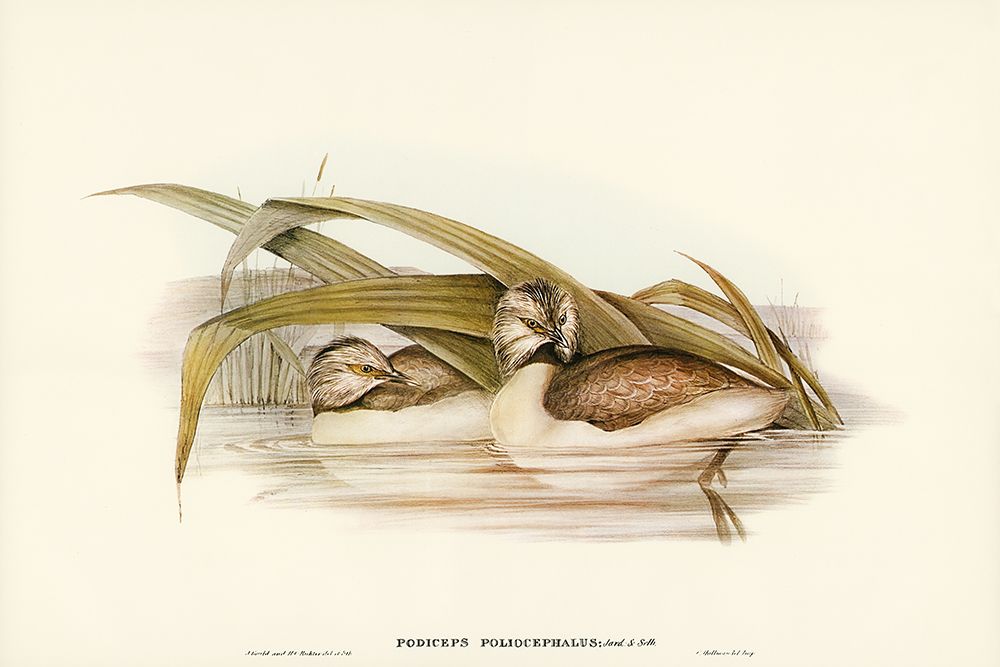 Hoary-headed Grebe-Podiceps poliocephalus art print by John Gould for $57.95 CAD