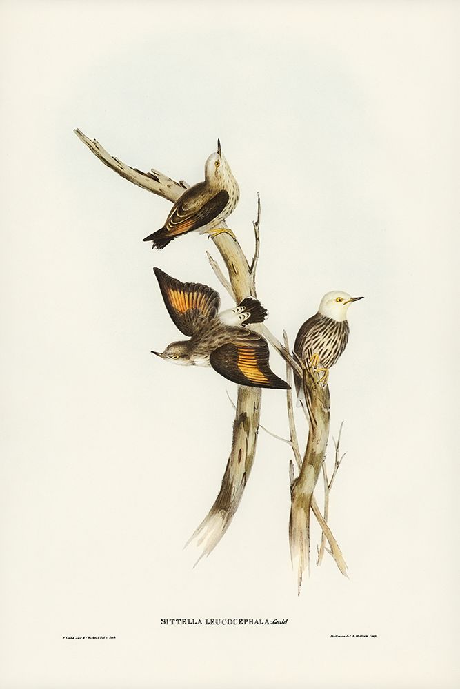 White-headed Sittella-Sittella leucocephala art print by John Gould for $57.95 CAD