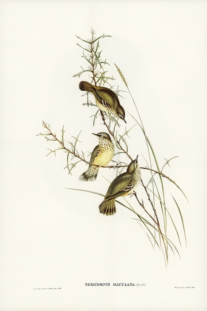 Spotted Sericornis-Sericornis maculatus art print by John Gould for $57.95 CAD