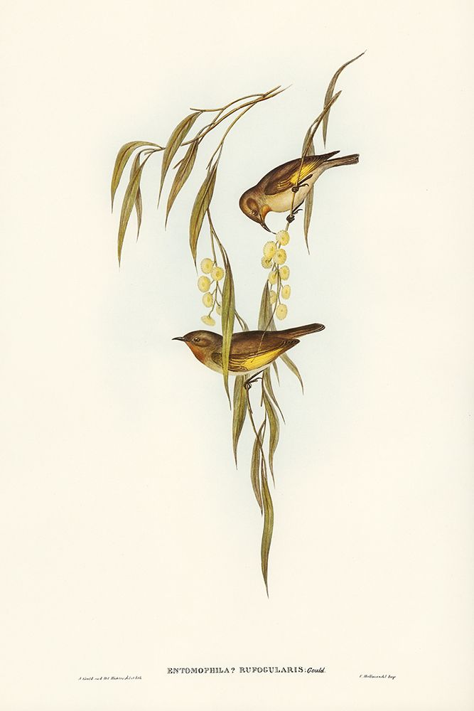 Red-throated Honey-eater-Entomophila rufogularis art print by John Gould for $57.95 CAD