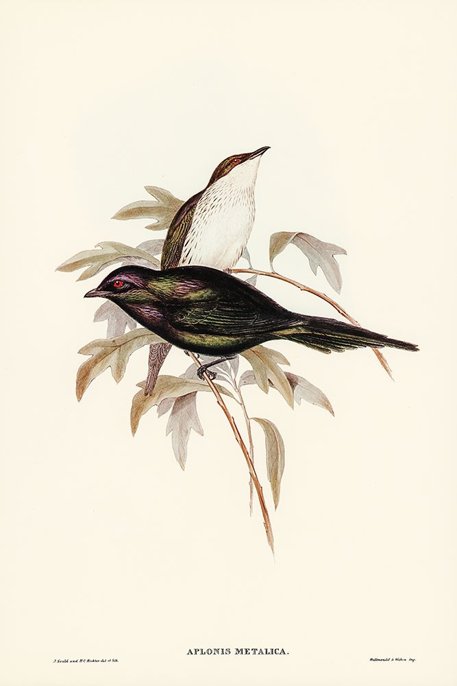 Shining starling-Aplonis metallica art print by John Gould for $57.95 CAD
