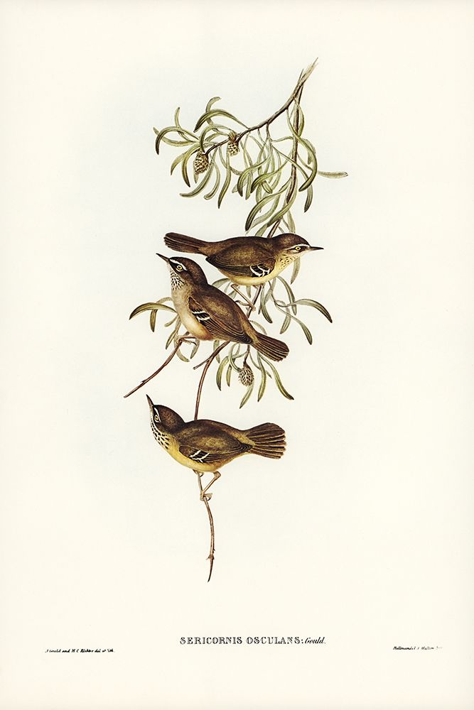 Allied Sericornis-Ericornis osculans art print by John Gould for $57.95 CAD