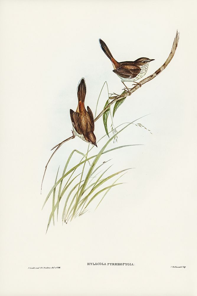 Red-rumped Wren-ylacola pyrrhopygia art print by John Gould for $57.95 CAD