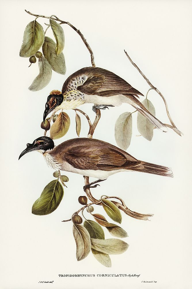 Friar Bird-Tropidorhynchus corniculatus art print by John Gould for $57.95 CAD