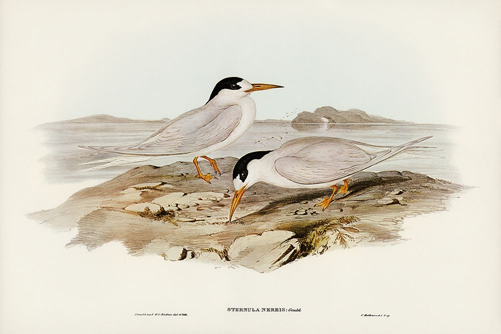 Australian Little Tern-Sternula Nereis art print by John Gould for $57.95 CAD