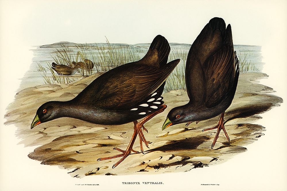 Black-tailed Tribonyx-Tribonyx ventralis art print by John Gould for $57.95 CAD