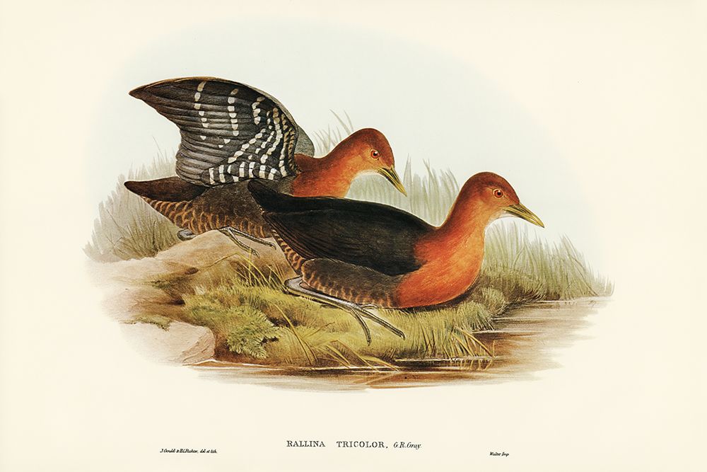 Red-necked Rail-Rallina tricolor art print by John Gould for $57.95 CAD